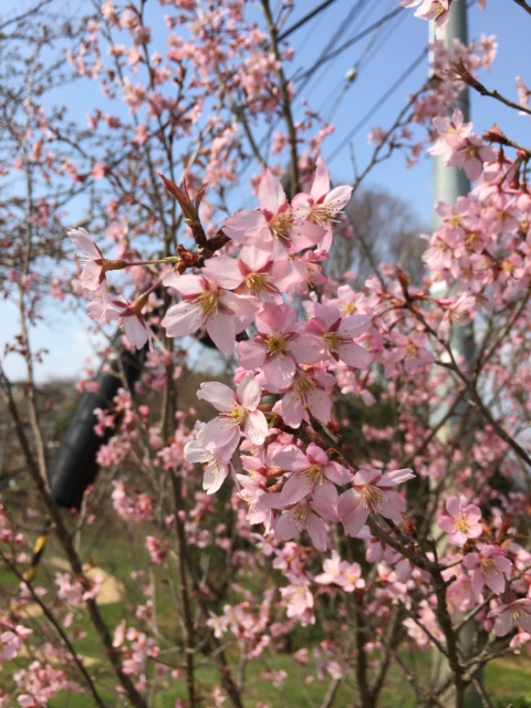 ニワザクラ　一重　満開　おみさか花広場　信夫山　