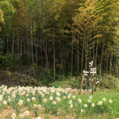 スイセン　モニワザクラ　満開　おみさか花広場　信夫山