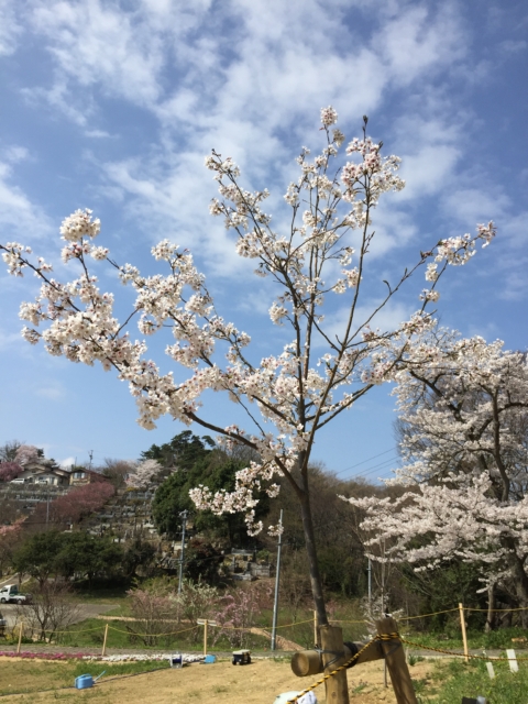 ソメイヨシノ　染井吉野　満開　おみさか花広場　信夫山