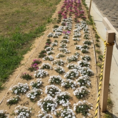 芝桜　シバザクラ　おみさか花広場　信夫山　しのぶやま