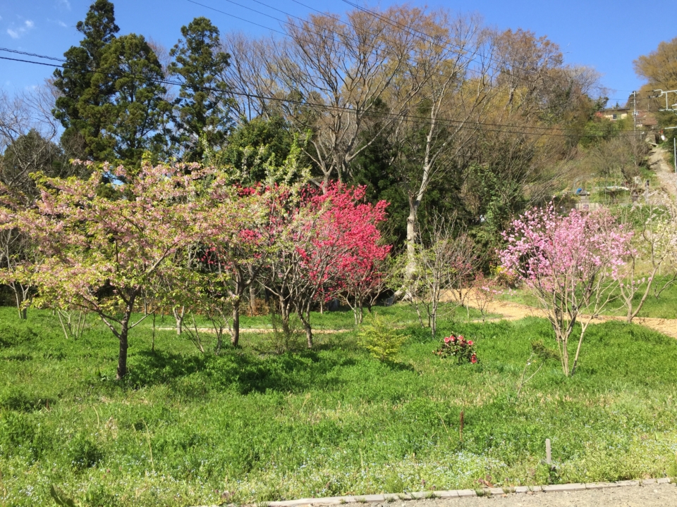 ハナモモ　満開　おみさか花広場　信夫山