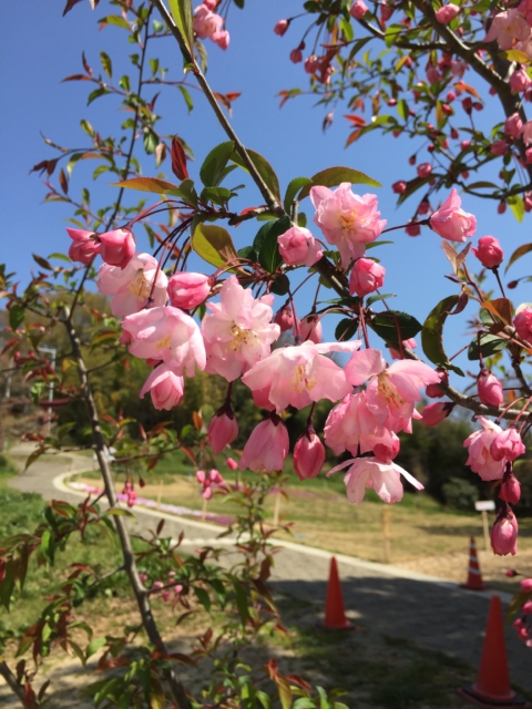 ハナカイドウ　咲きはじめ　おみさか花広場　信夫山