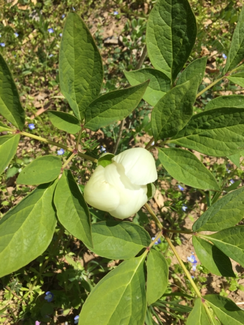 ヤマシャクヤク　山芍薬　おみさか花広場　信夫山　福島市