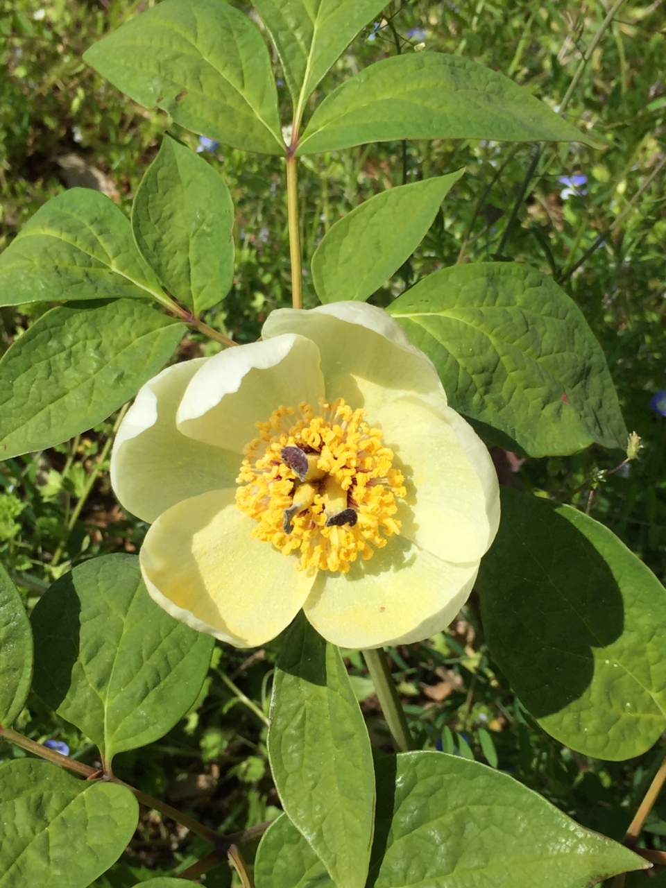 ヤマシャクヤク　芍薬　おみさか花広場　信夫山　しのぶやま　福島市