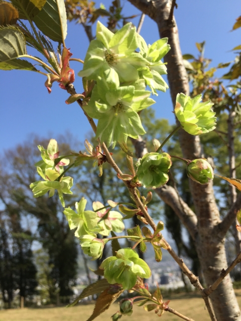 御衣黄桜　ギョイコウ　おみさか花広場　信夫山　しのぶやま　福島市