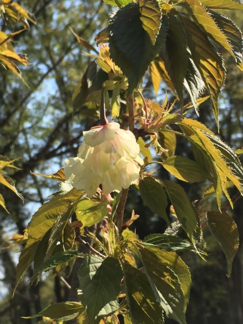 鬱金桜　ウコンザクラ　おみさか花広場　信夫山　しのぶやま　福島市