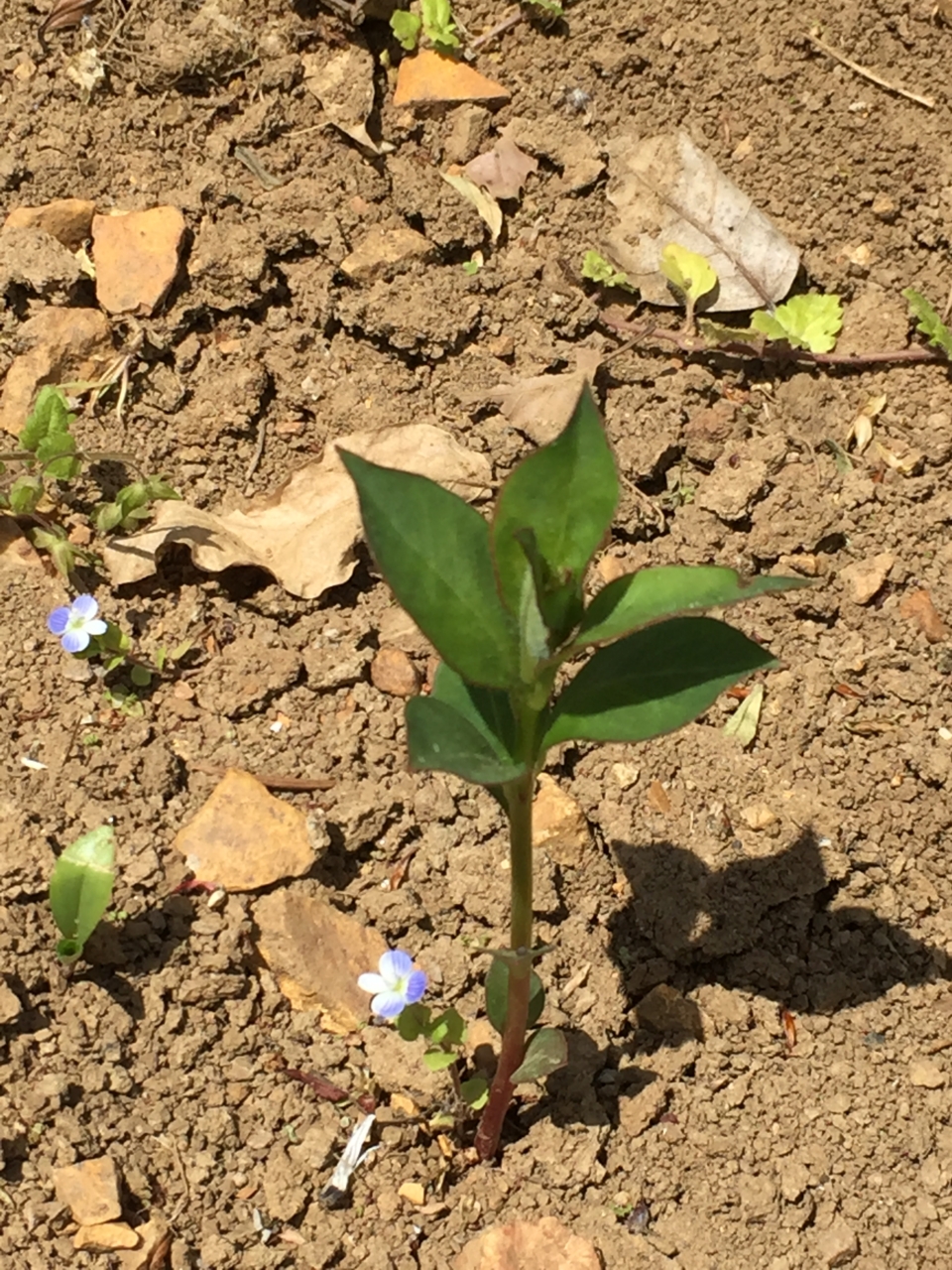 オカトラノオ　芽　おみさか花広場　信夫山　しのぶやま　福島市