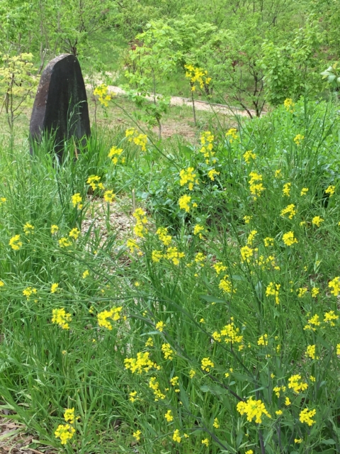 菜の花　七曲り　旧参道　おみさか花広場　信夫山　しのぶやま　福島市