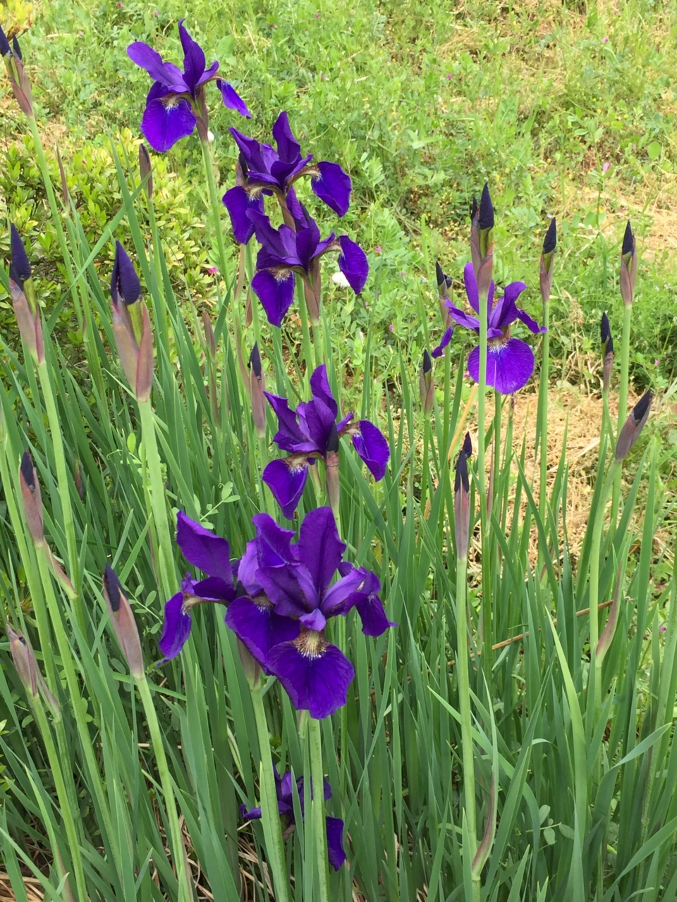 アヤメ　おみさか花広場　信夫山　しのぶやま　福島市