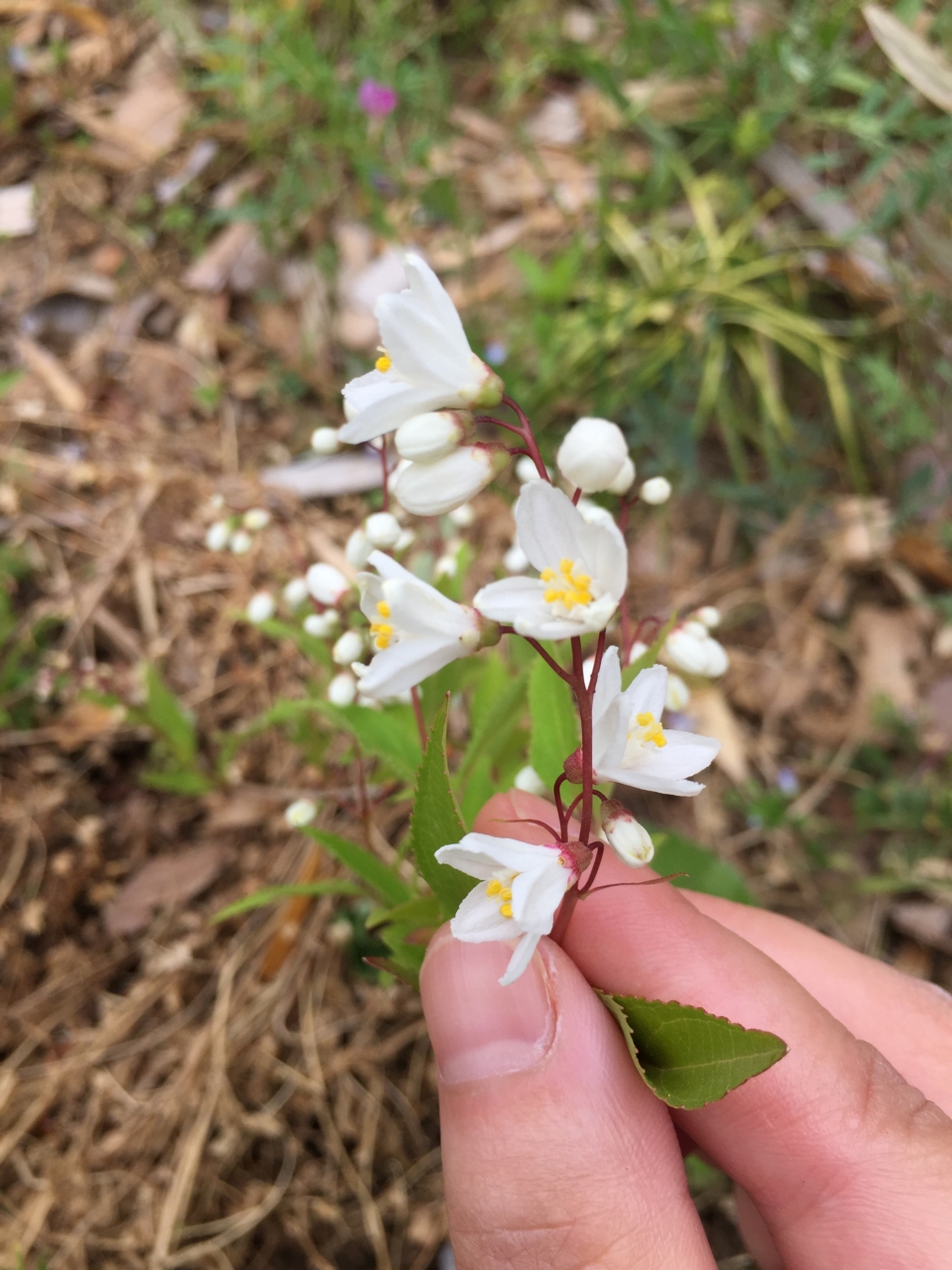 ヒメウツギ　おみさか花広場　信夫山　しのぶやま　福島市