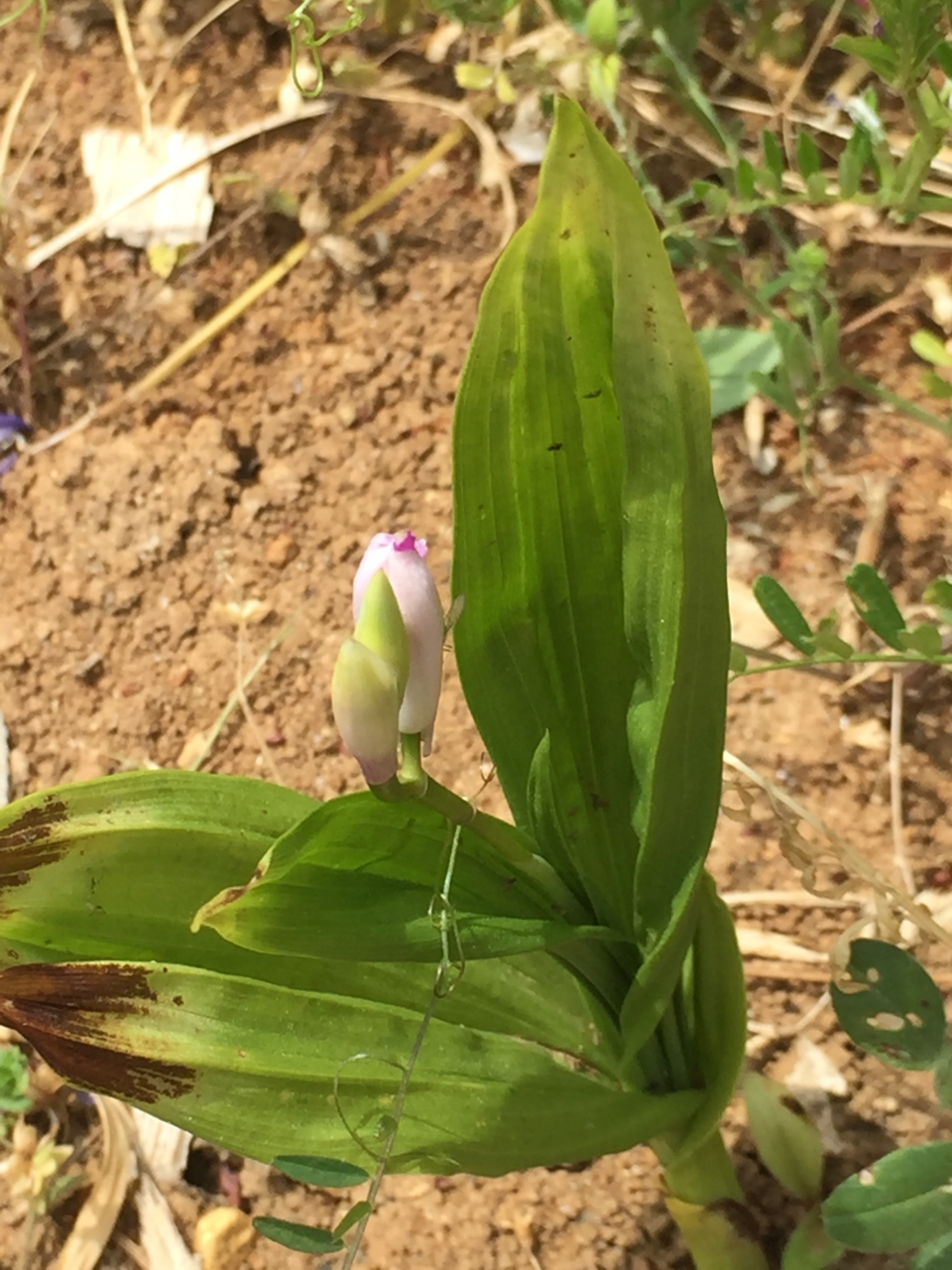 ハクラン　白蘭　おみさか花広場　信夫山　しのぶやま　福島市