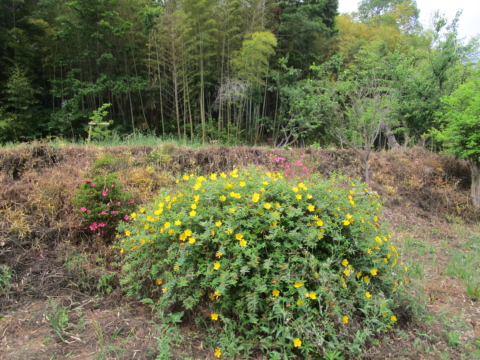 キンシバイ　おみさか花広場　信夫山　しのぶやま　福島市