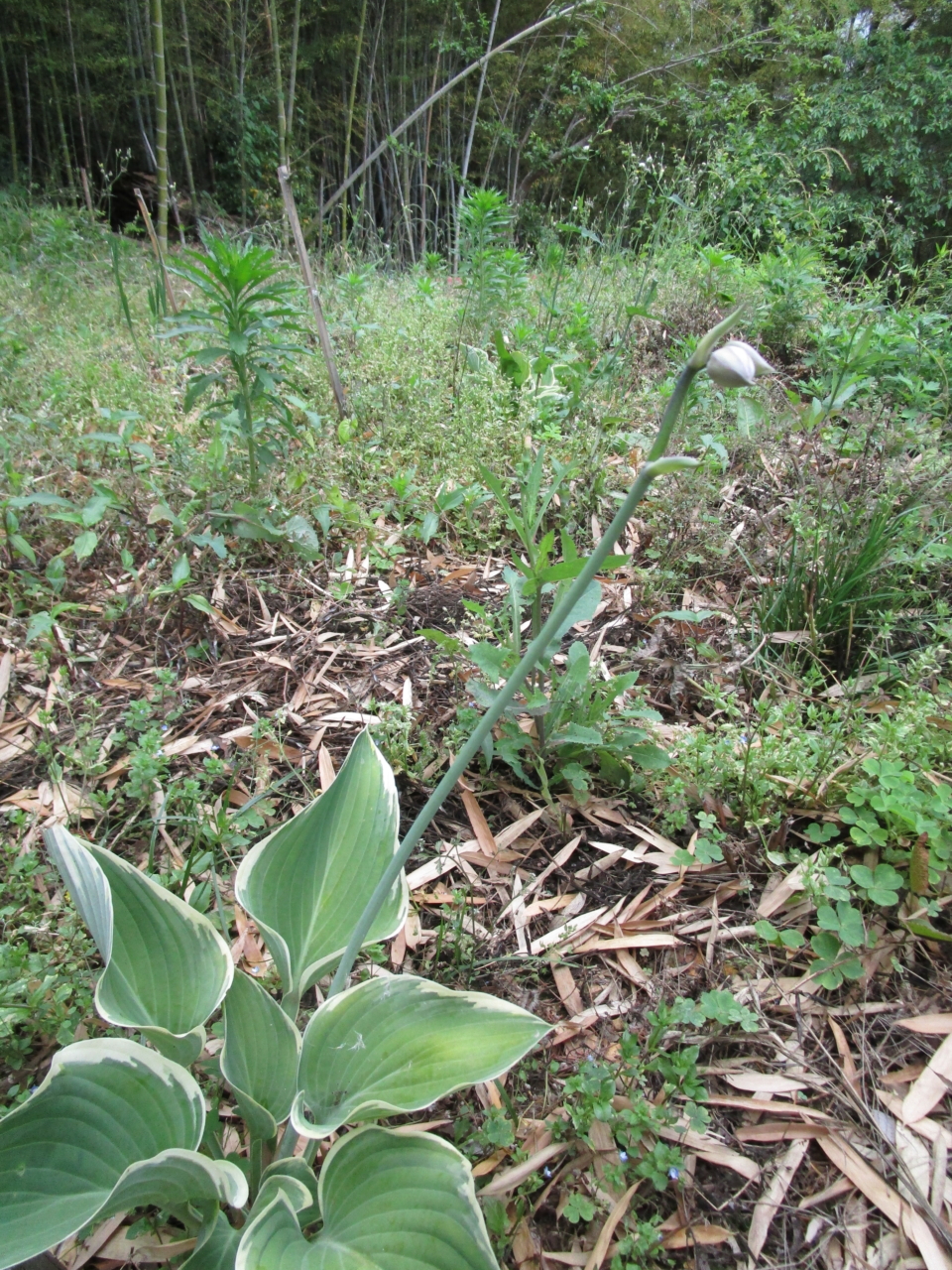 オオバギボウシ　大葉擬宝珠　おみさか花広場　信夫山　しのぶやま　福島市